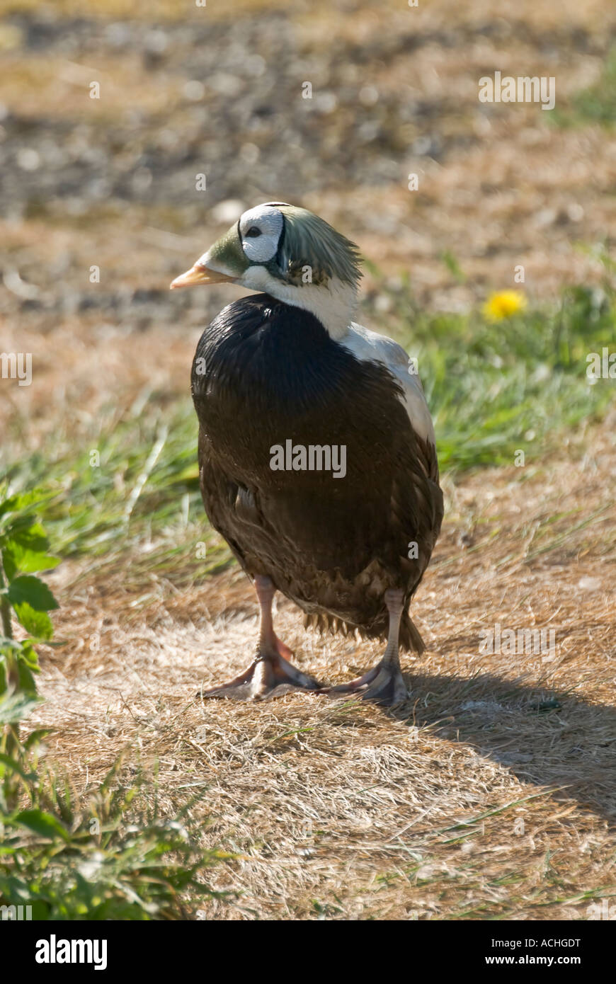 Eider à duvet Somateria fischeri à lunettes Banque D'Images