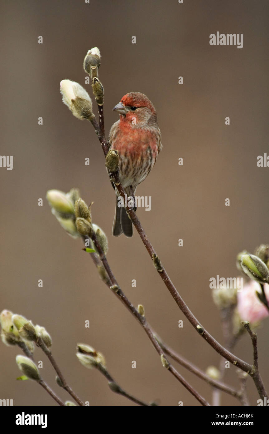 Roselin familier niché au milieu des bourgeons et fleurs Magnolia Star Banque D'Images