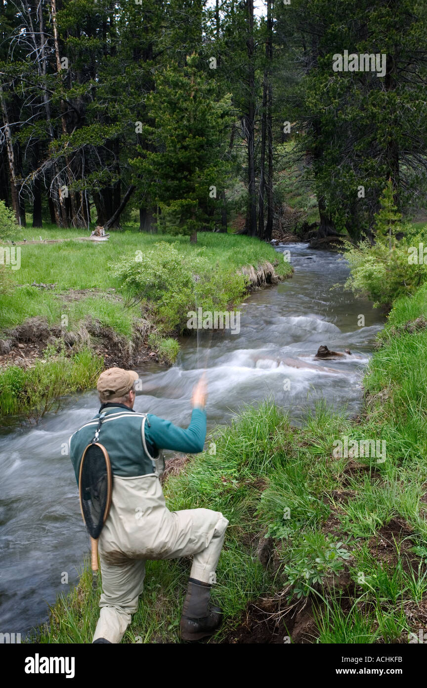 Man Fly Fishing trout stream Truckee Banque D'Images