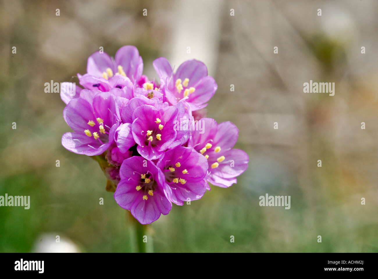 Sea Thrift Armeria maritima Banque D'Images