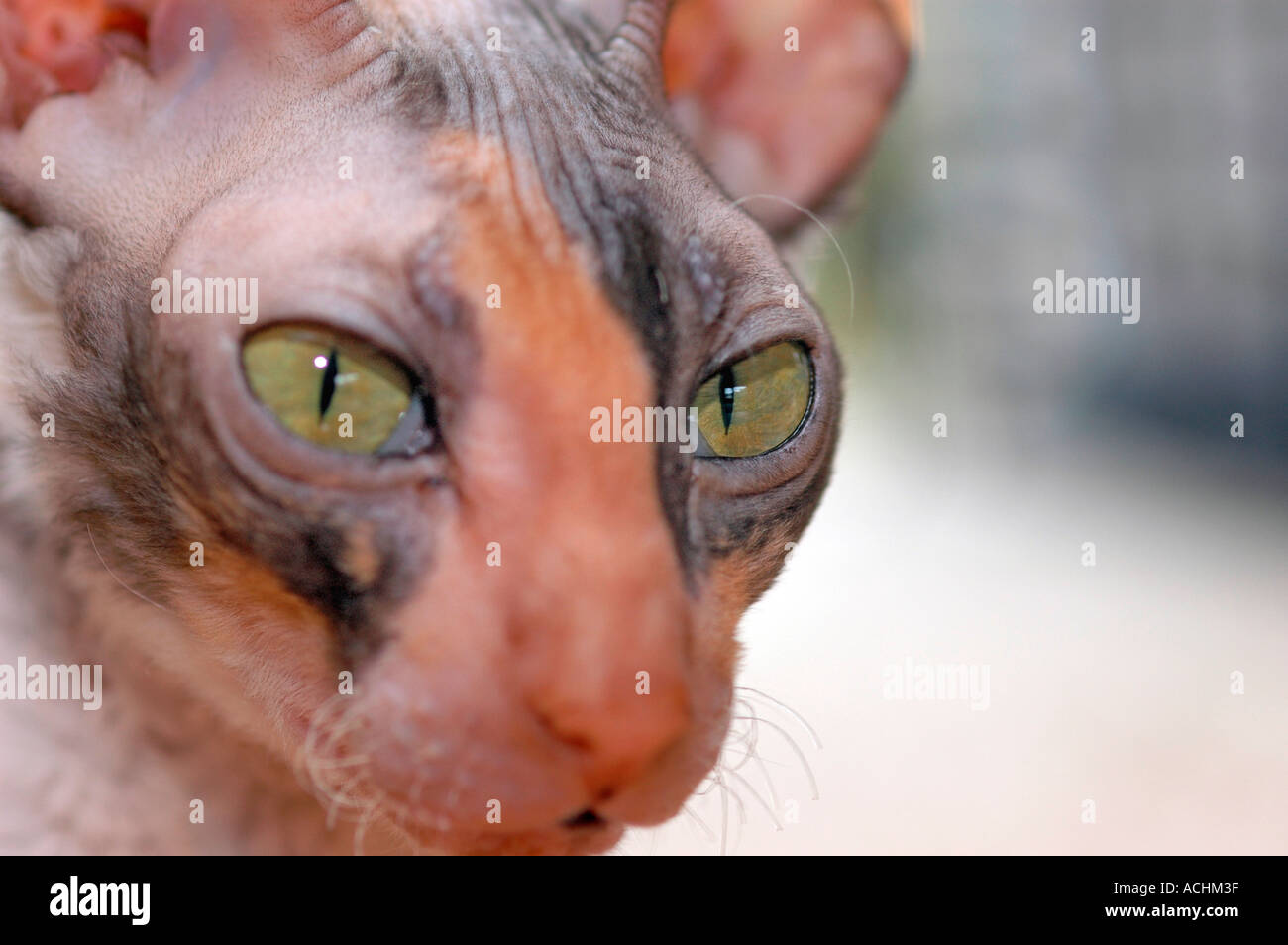 Cornish Rex femelle cat pour afficher en TICA et CFA est un animal de compagnie pour du vrai peuples accueil en Amérique USA Best dans le monde avec de courtes moustaches courbes Bean Banque D'Images