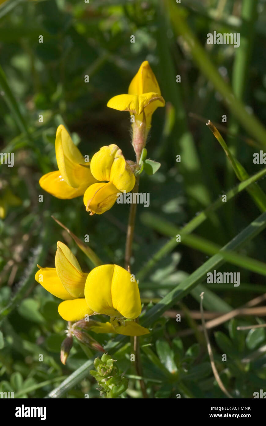 Fleur jaune de l'herbe sèche la terre près de la côte Banque D'Images