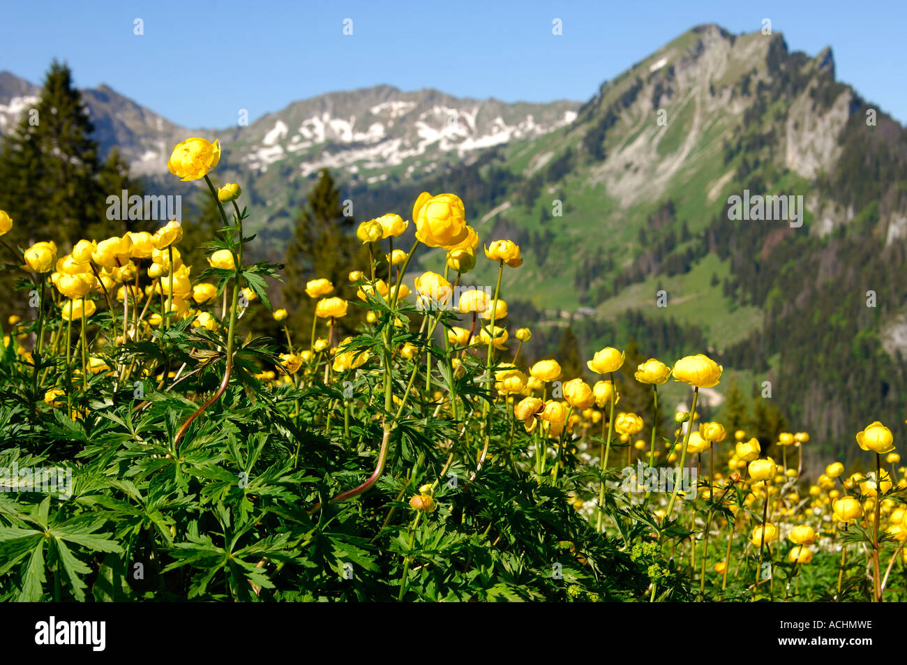 Globeflower Trollius europaeus Suisse Banque D'Images