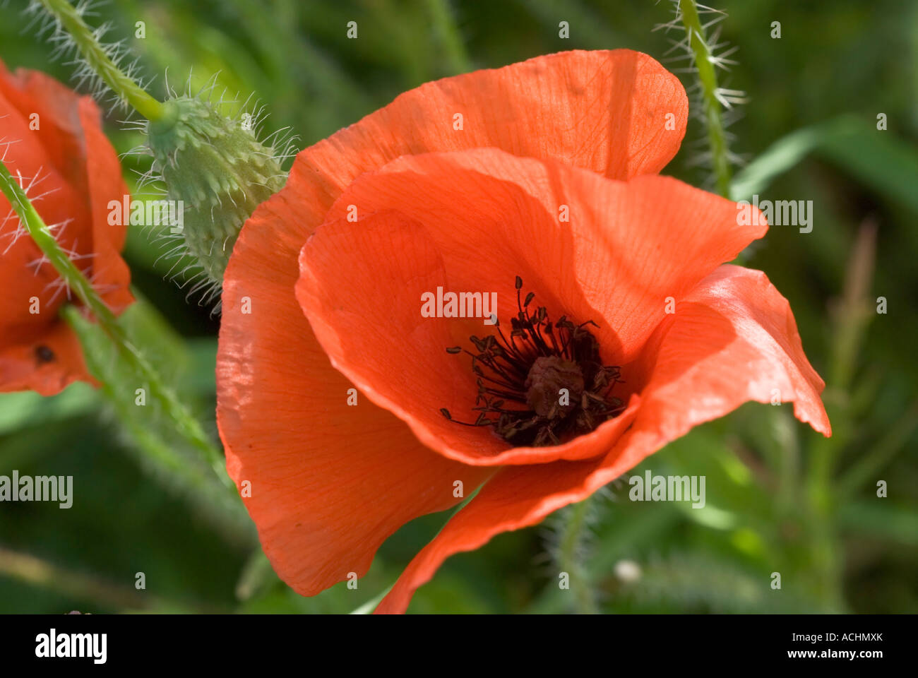 Papaver rhoeas coquelicot commun Banque D'Images