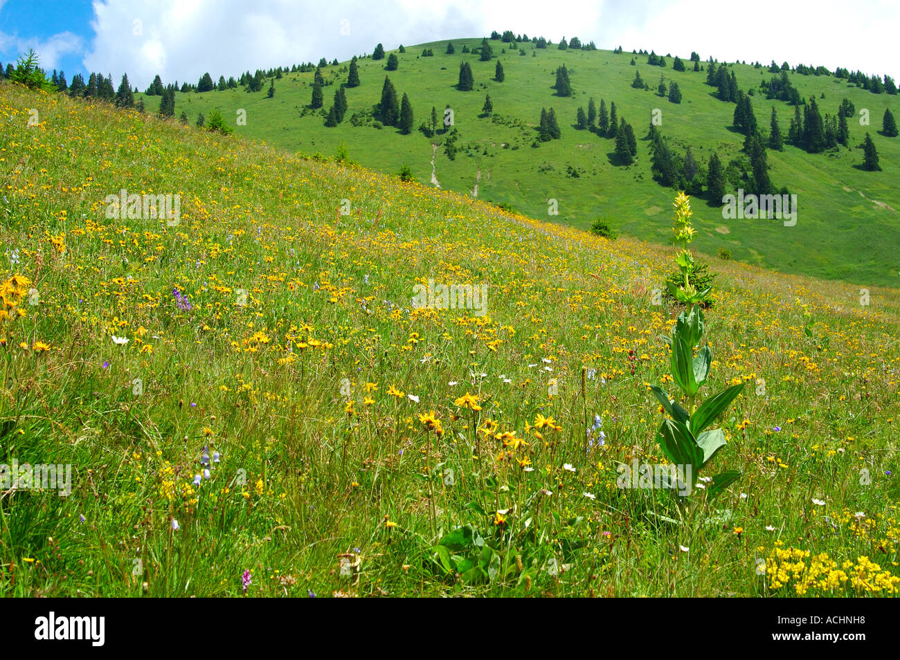 Prairie alpine avec Grande Gentiane jaune Gentiana lutea Banque D'Images
