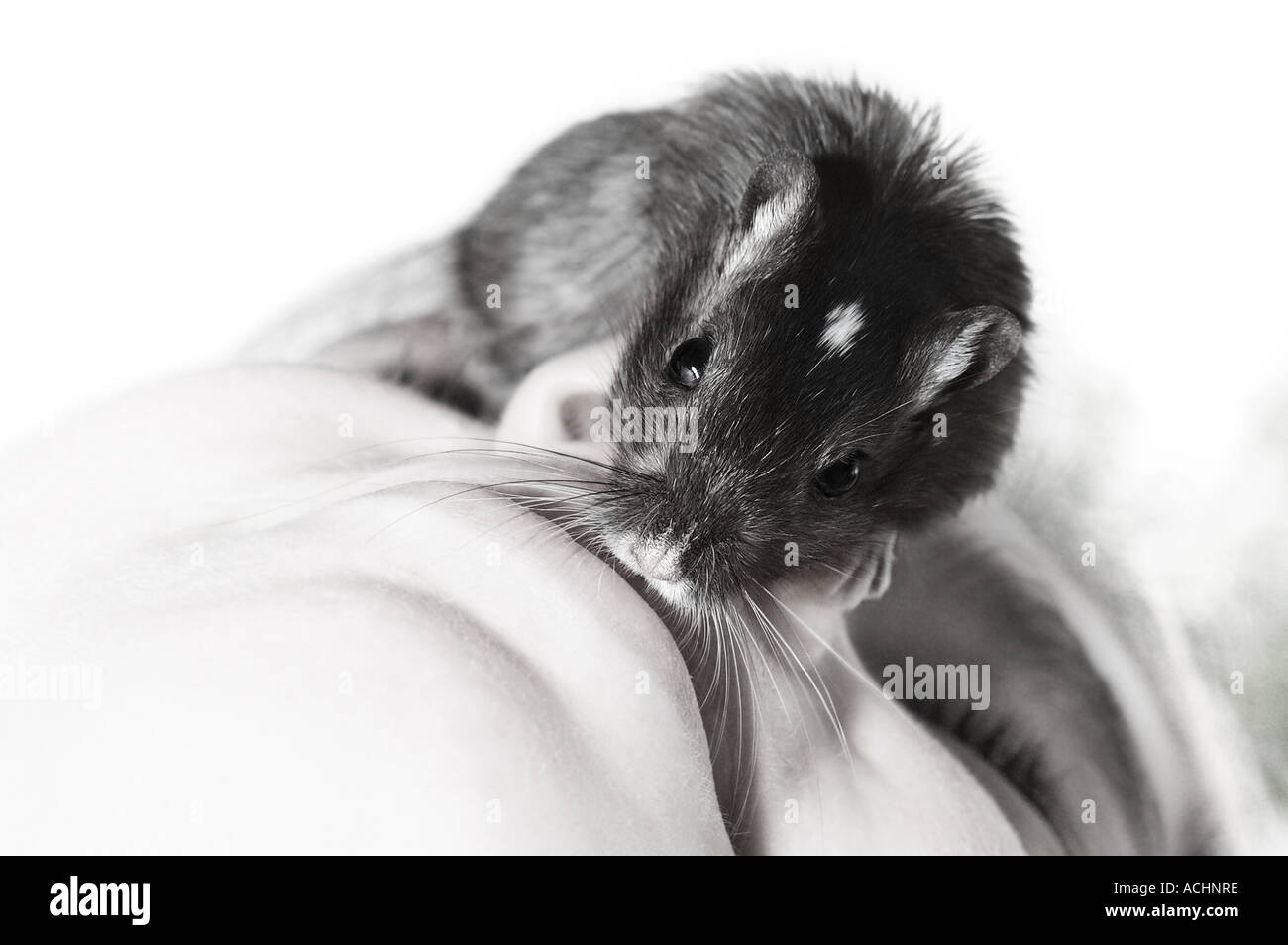 Ramper et se brouiller Banque de photographies et d’images à haute