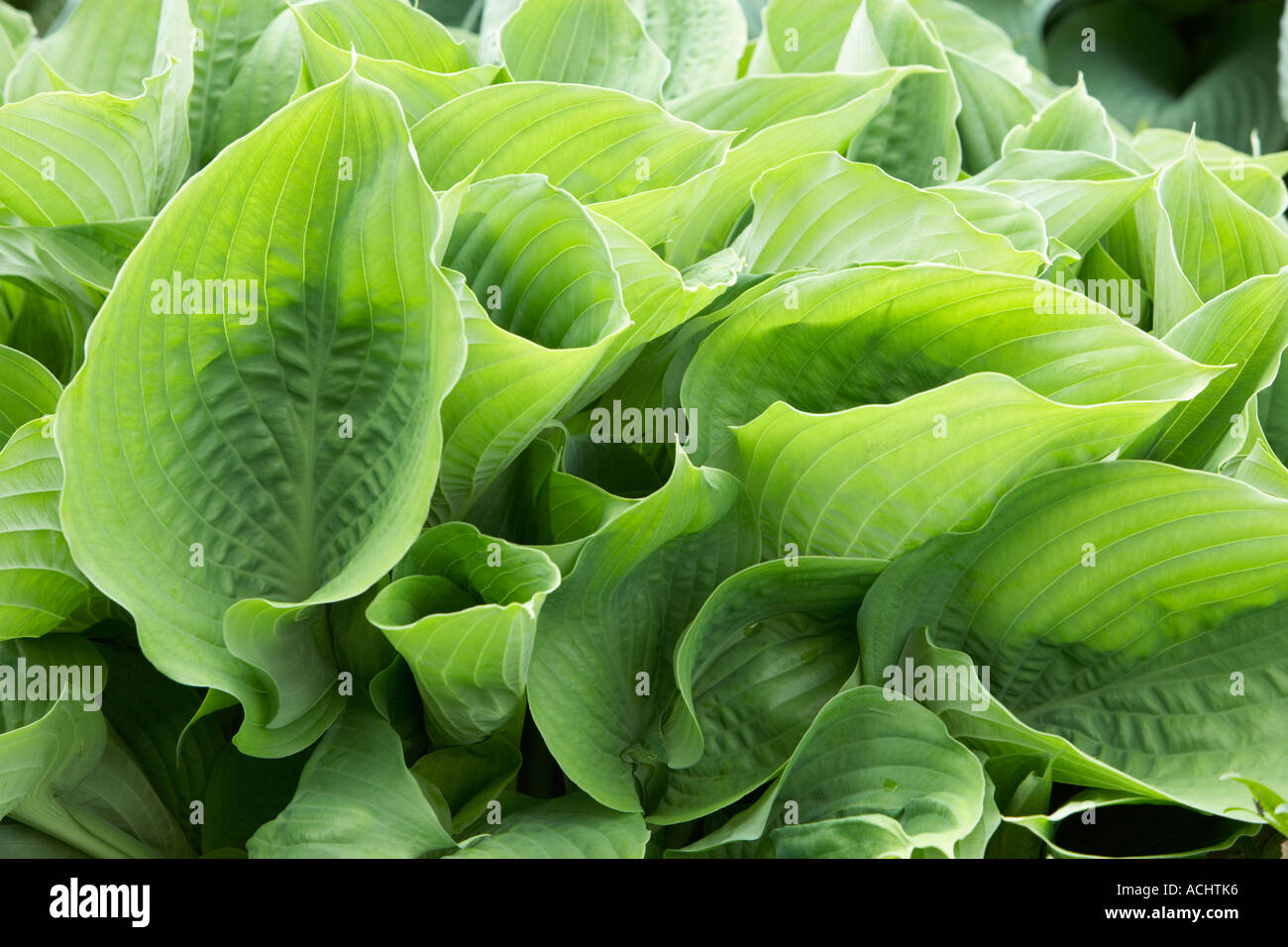 Holehird jardin Hosta Snowden Banque D'Images