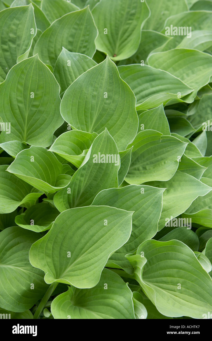 Holehird jardin Hosta Substance Banque D'Images