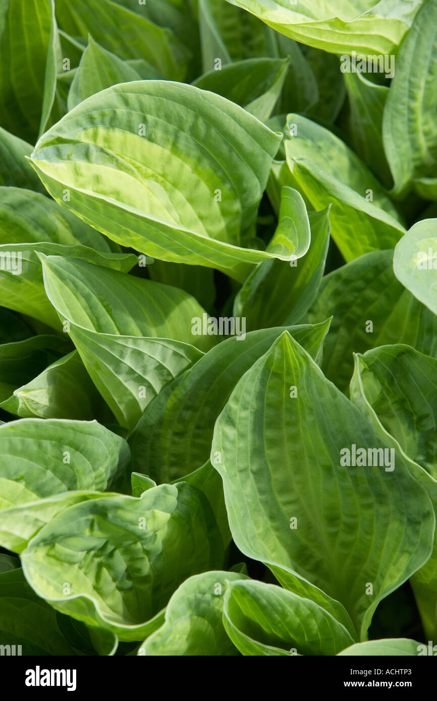 Holehird Hôtea jardin Julie Morris Banque D'Images