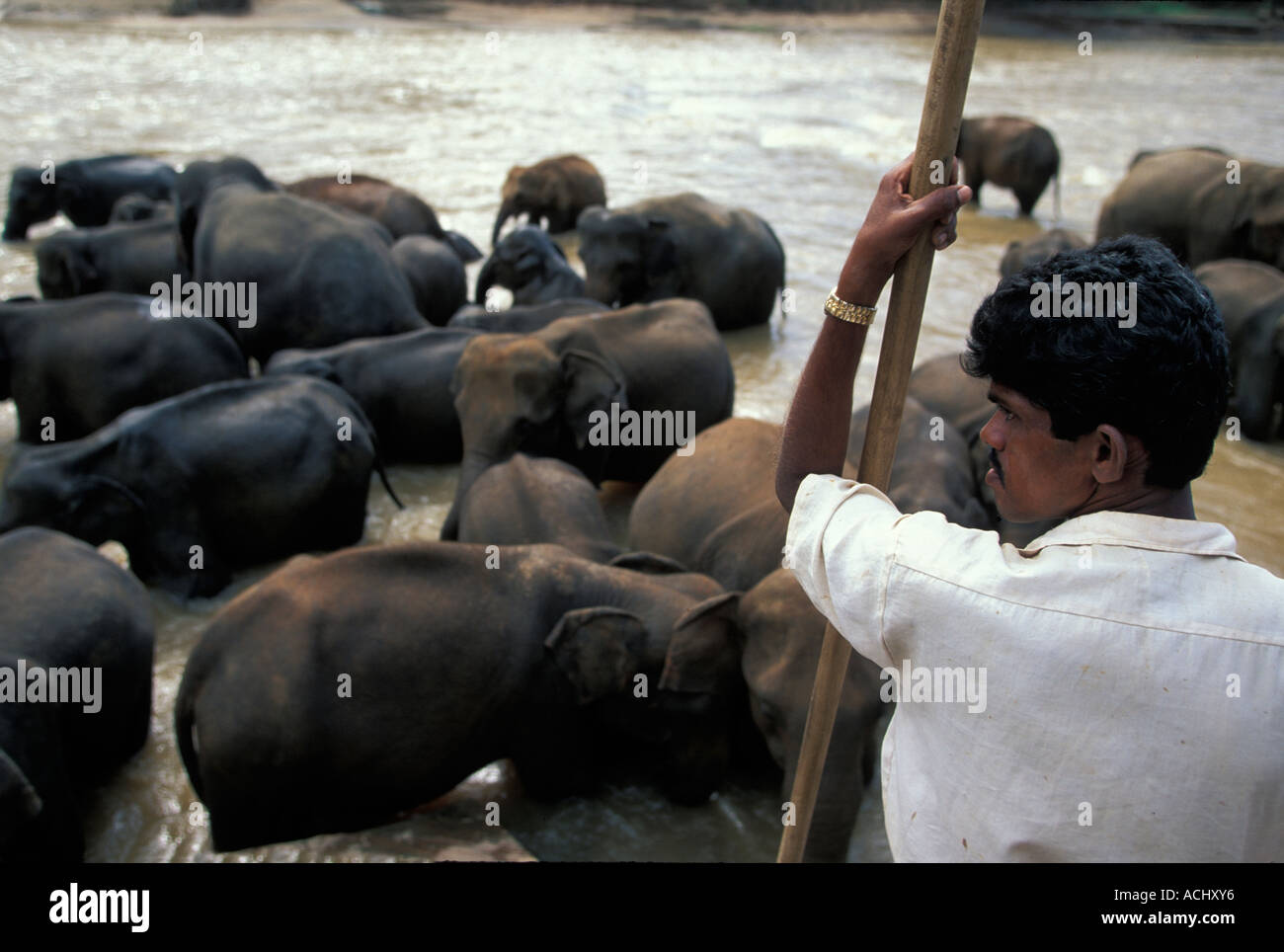 M. Sri Lanka Trainer avec les éléphants se baigner dans la rivière à l'Orphelinat Pinnewala Elephant maximus Banque D'Images