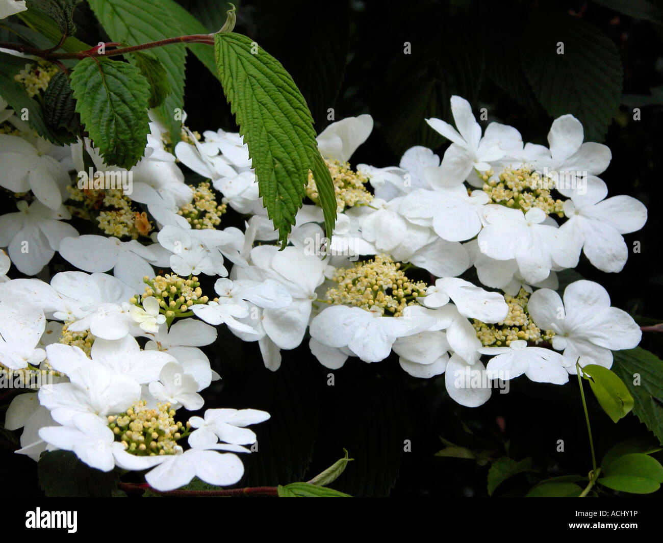 Lace-Cap l'Hydrangea Banque D'Images