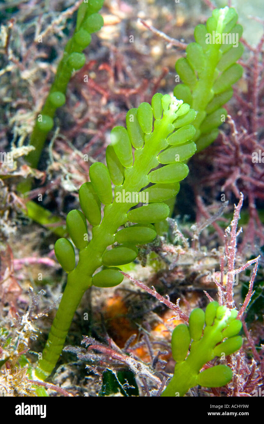 Algues marines, Caulerpa racemosa Banque D'Images