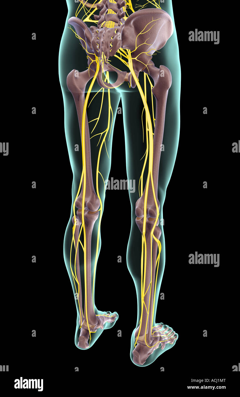 innervation du nerf sural