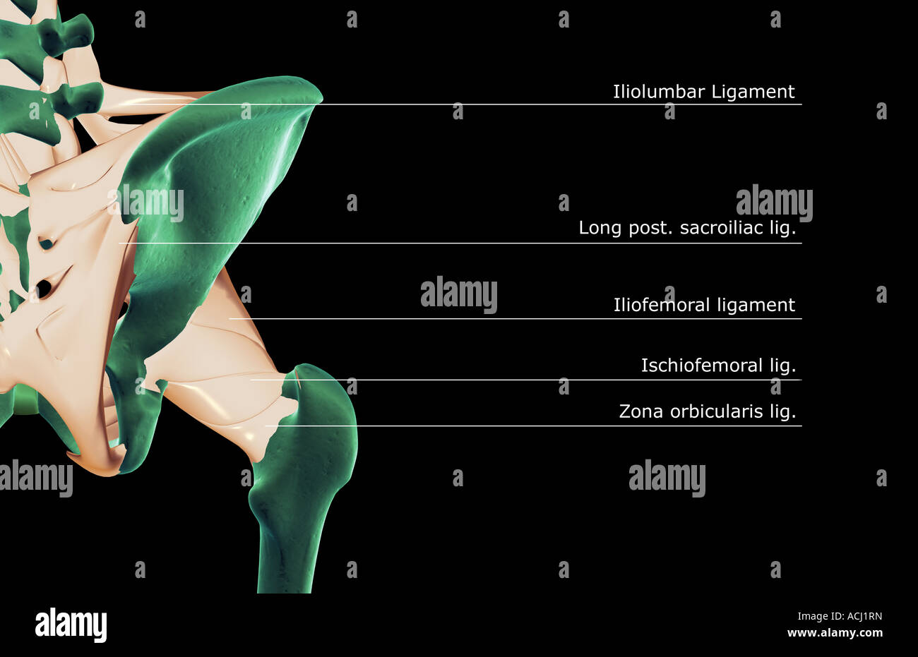 Les ligaments de la hanche Banque D'Images