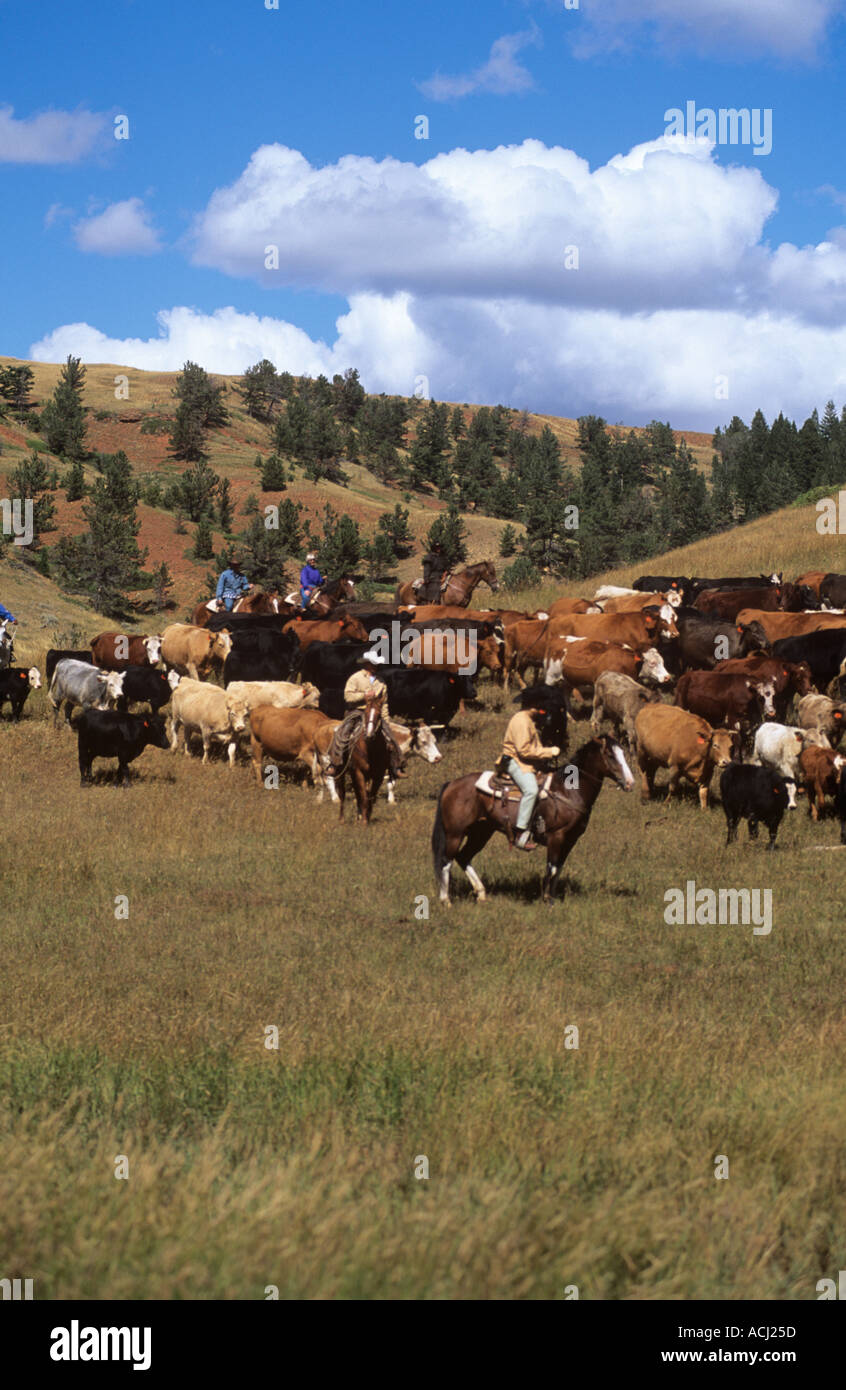 Lonesome Spur ranch Montana ronde bovins jusqu'à l'automne avec les visiteurs et les cow-boys Banque D'Images