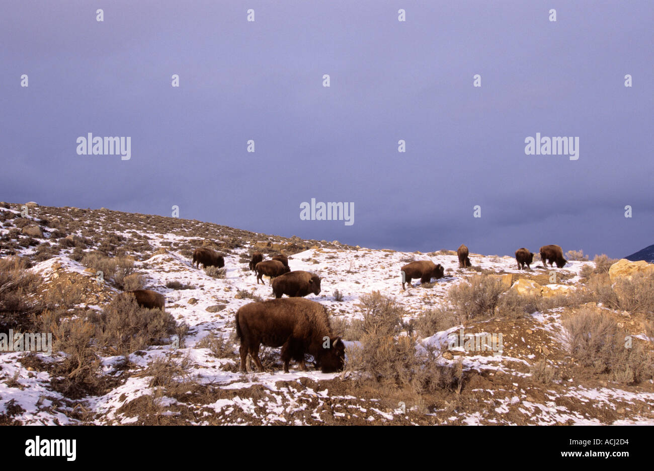 Paître bison en hiver par la rivière Gardiner Yellowstone National Park Banque D'Images Paître bison en hiver par la rivière Gardiner Yellowstone National Park Banque D'Images