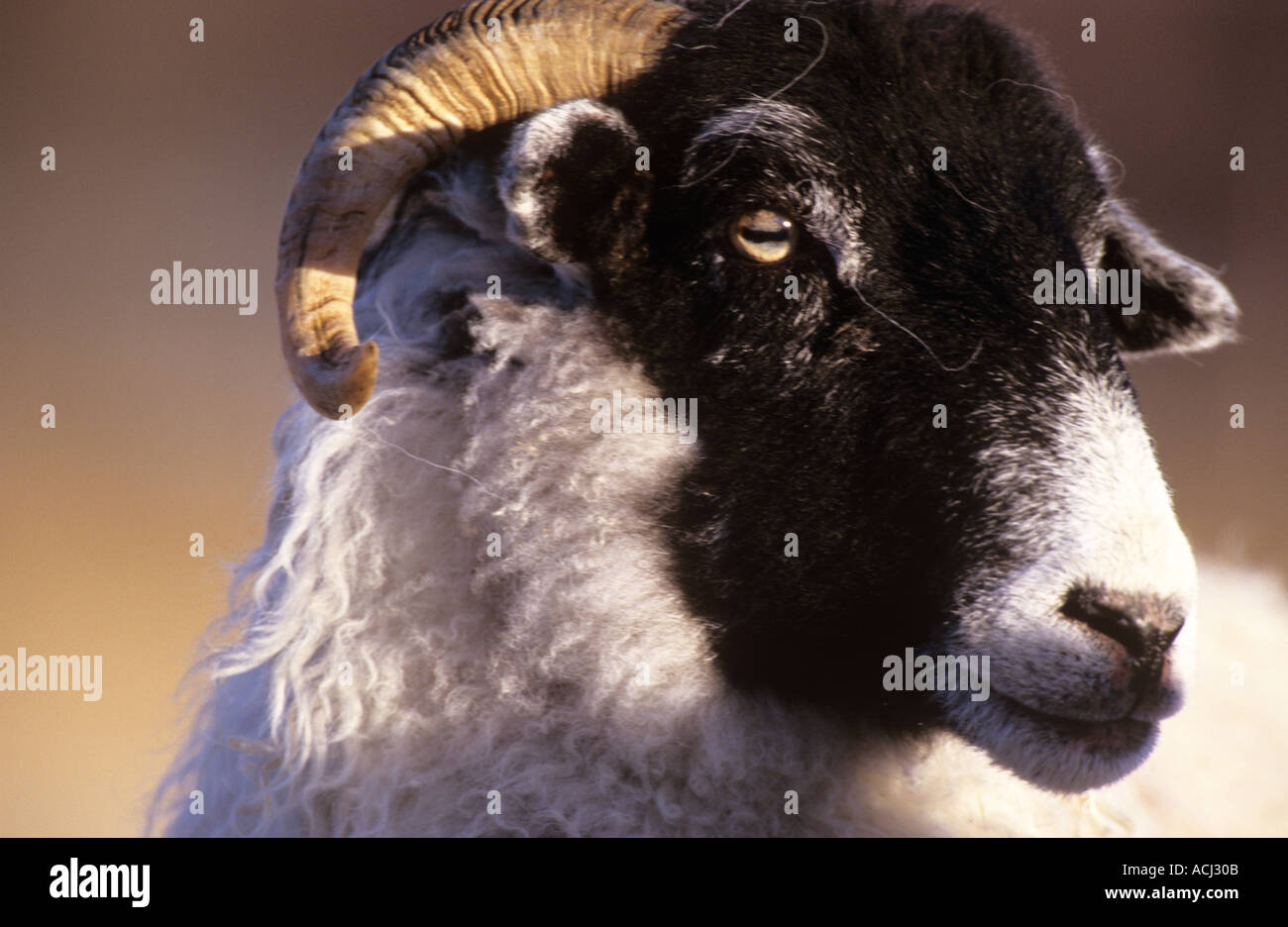 Black sheep ram libre de l'Écosse face Photo Stock - Alamy