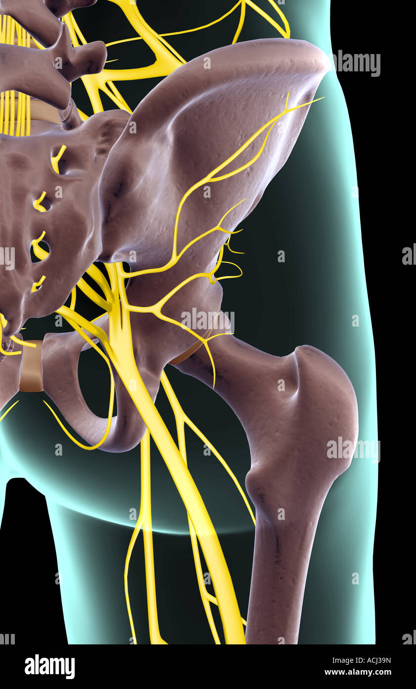 Les nerfs de la hanche Banque D'Images