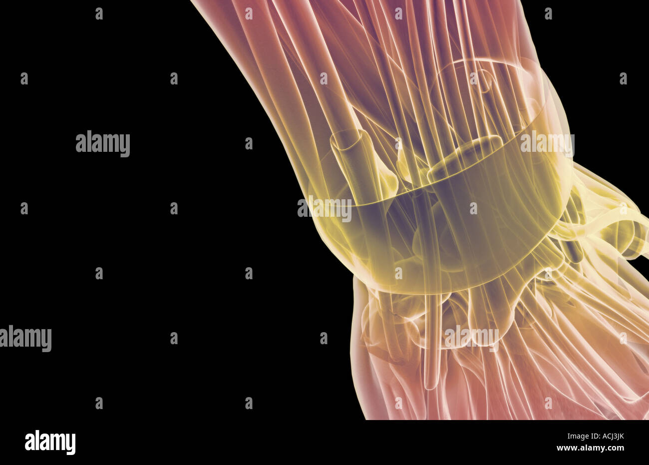 Les muscles du poignet Banque D'Images