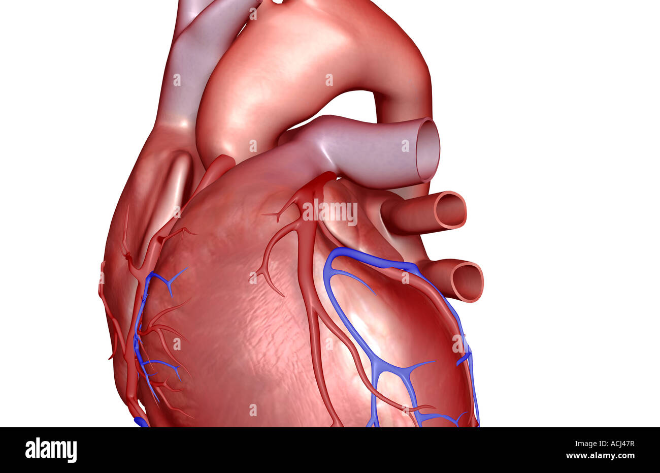Les vaisseaux coronaires du coeur Banque D'Images