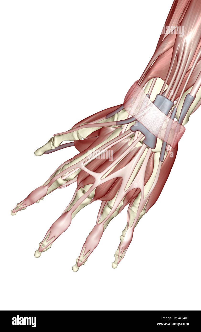 Les muscles de la main Banque D'Images