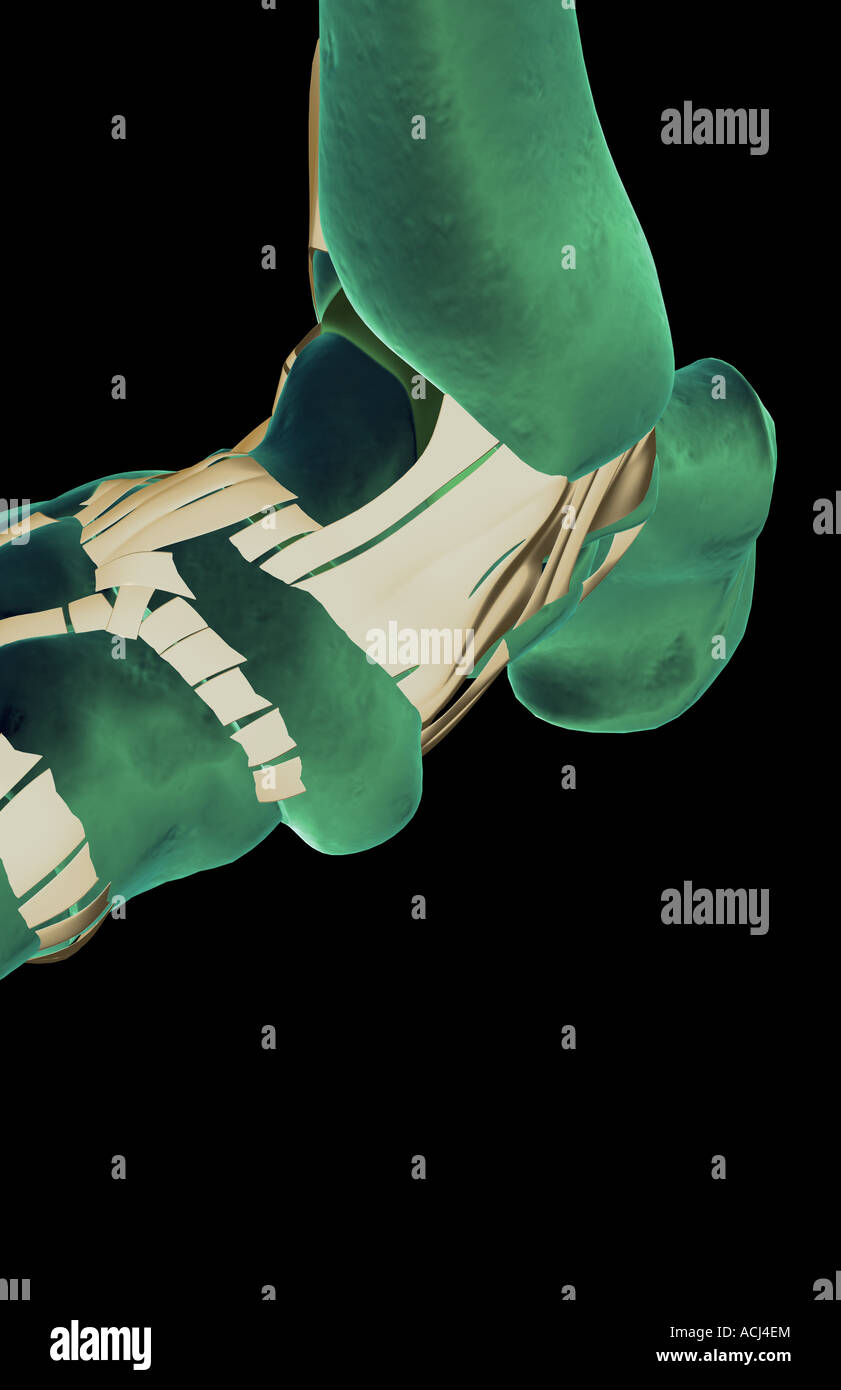 Les ligaments du pied Banque D'Images