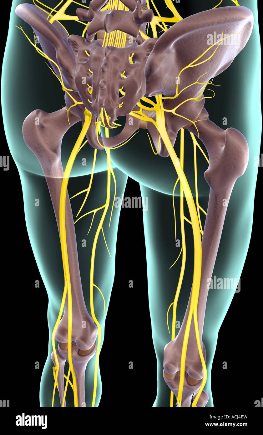 Les nerfs du membre inférieur Banque D'Images