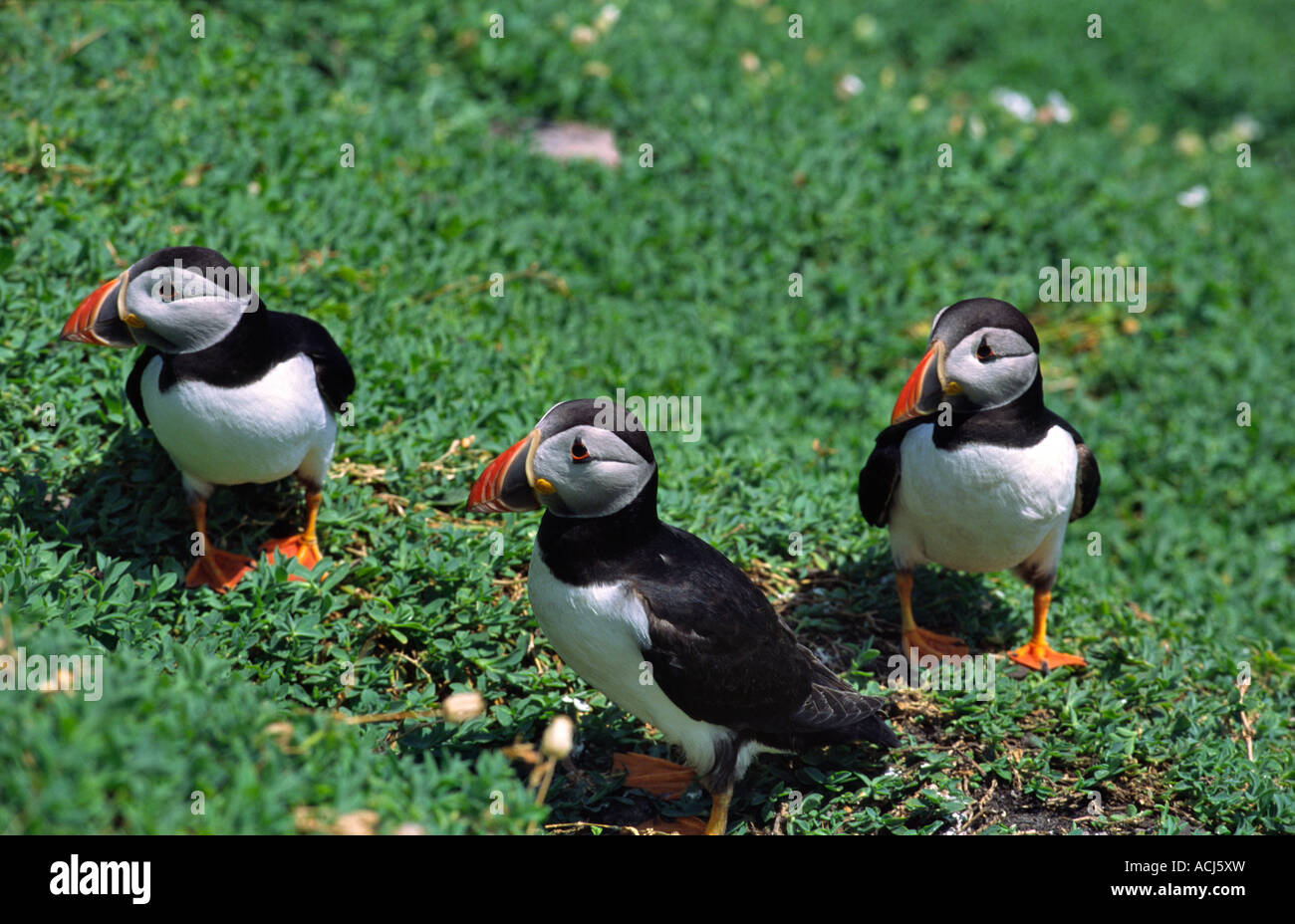 Le macareux moine (Fratercula arctica) sur Skellig Michael. Skellig Islands, comté de Kerry, Irlande. Banque D'Images