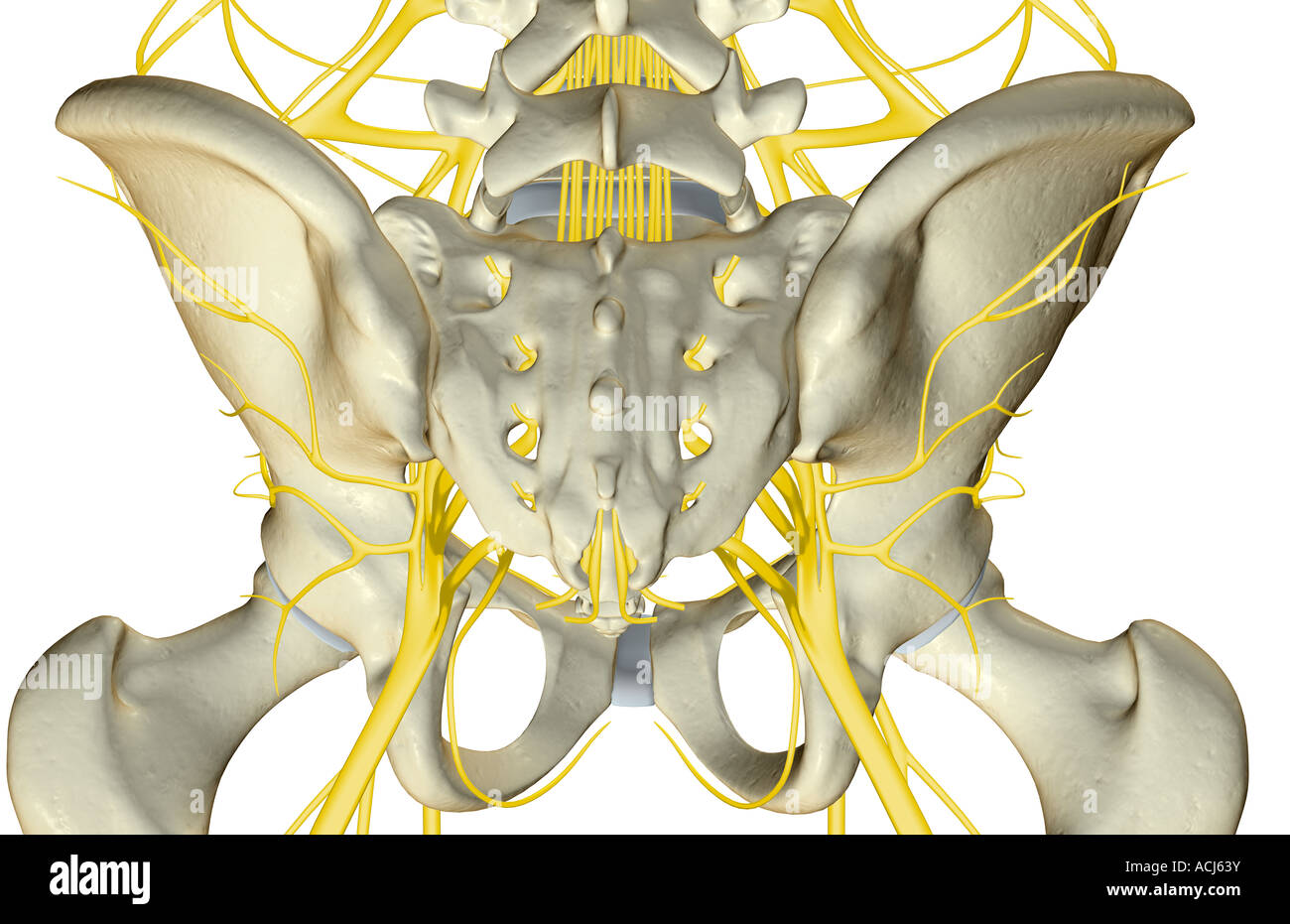 Les Nerfs du pelvis Banque D'Images