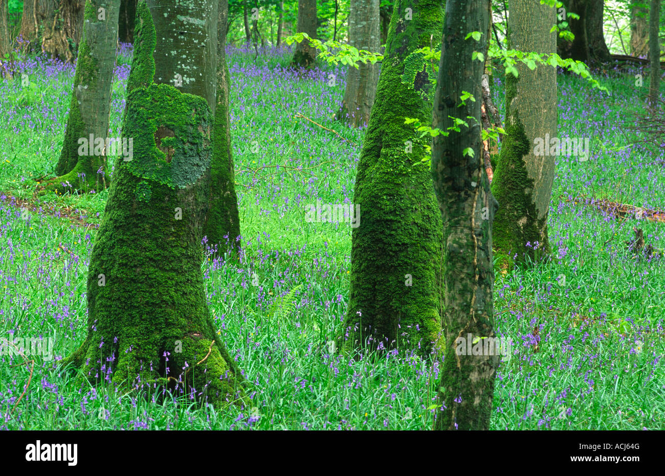 Printemps jacinthes et troncs d'arbres couverts de mousse dans un bois de hêtre dans le Parc National de Killarney. Le comté de Kerry, Irlande. Banque D'Images