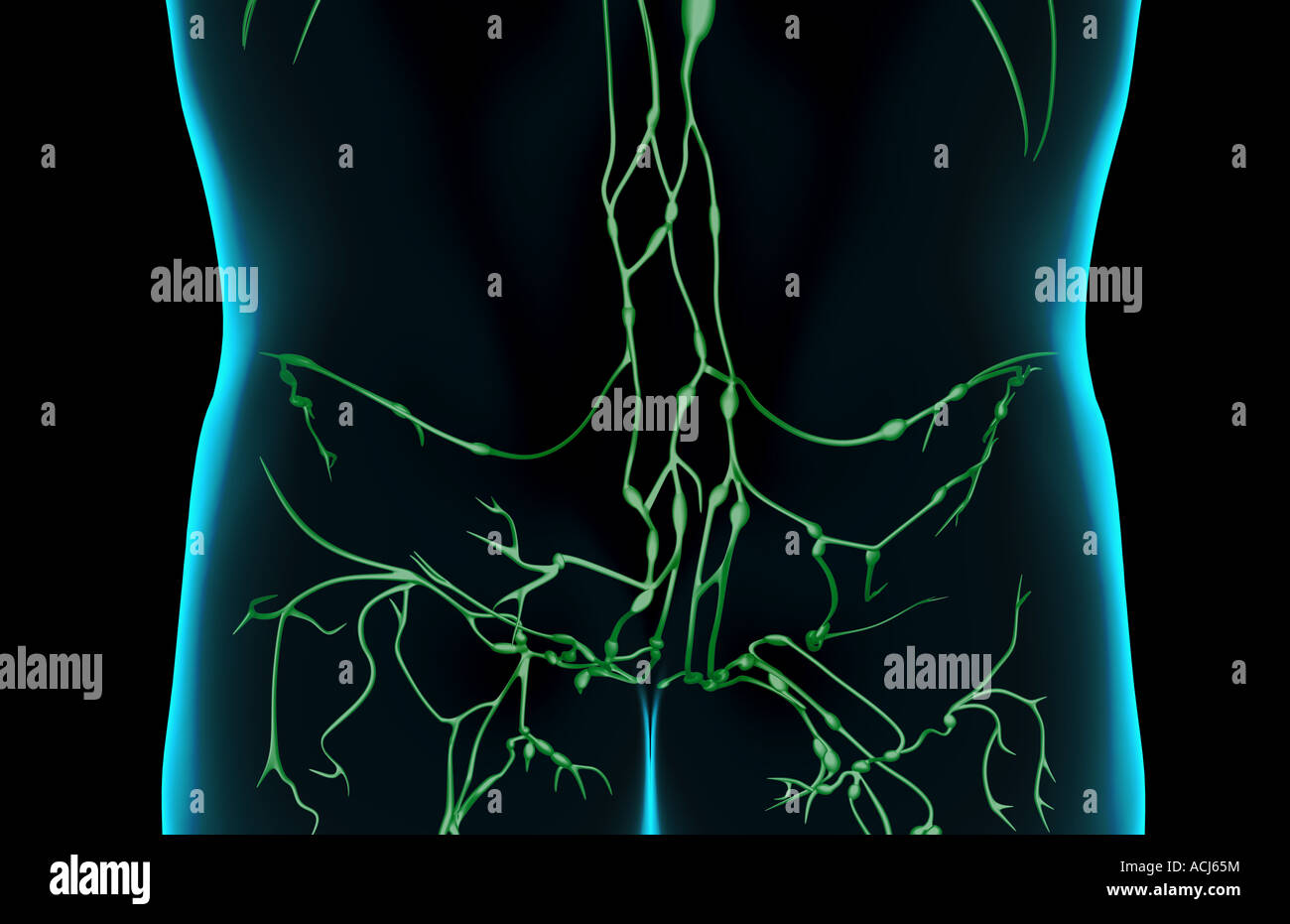 Les ganglions lymphatiques de l'alimentation en bas du dos Photo Stock -  Alamy