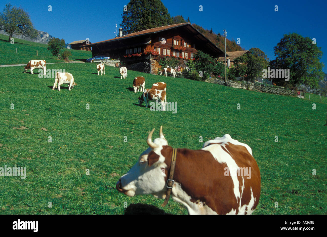 Les vaches laitières de race Simmental au pâturage à Diemtigberg Diemtig Valley Rhône-Alpes bernoises en Suisse Banque D'Images