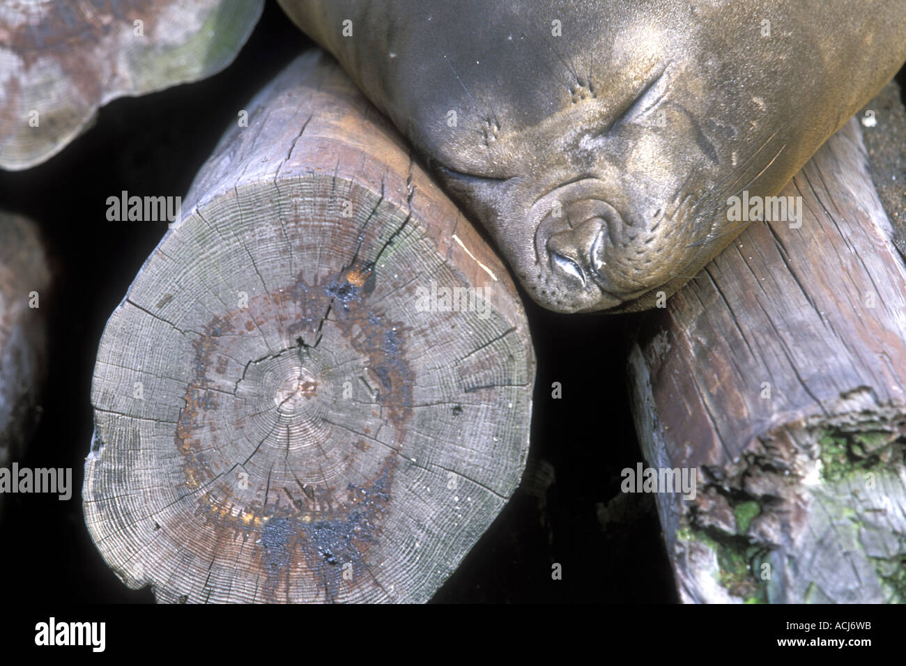 South Georgia Island Leith Harbour Mirounga leonina éléphant de journal au sommet de pile en station baleinière abandonnée Banque D'Images