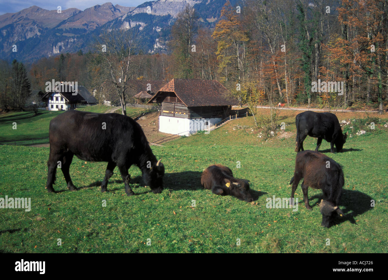 Ehringer le pâturage des vaches de race en plein air de Ballenberg Suisse Banque D'Images