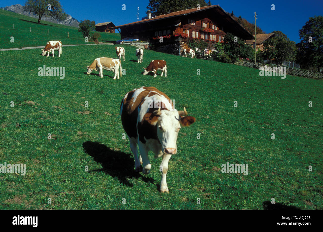 Le pâturage des vaches de race Simmental à Diemtigberg Diemtig Valley Alpes Bernoises bernois Suisse Banque D'Images