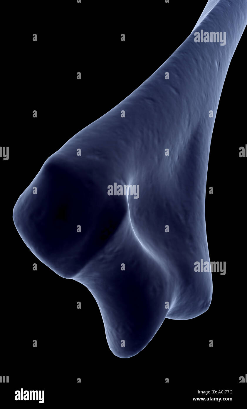 L’humérus Banque D'Images