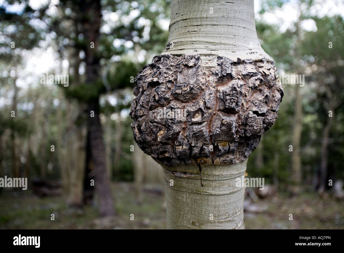 Nœud dans le tronc d'un arbre tremble dans le Parc National du Grand Bassin Banque D'Images