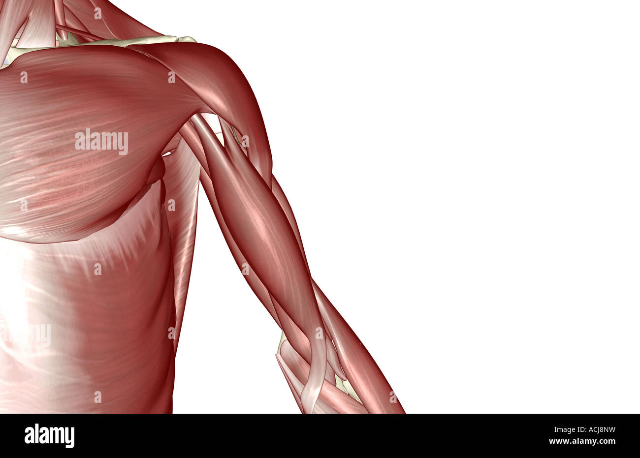 Les muscles de l'épaule et du bras supérieur Photo Stock - Alamy