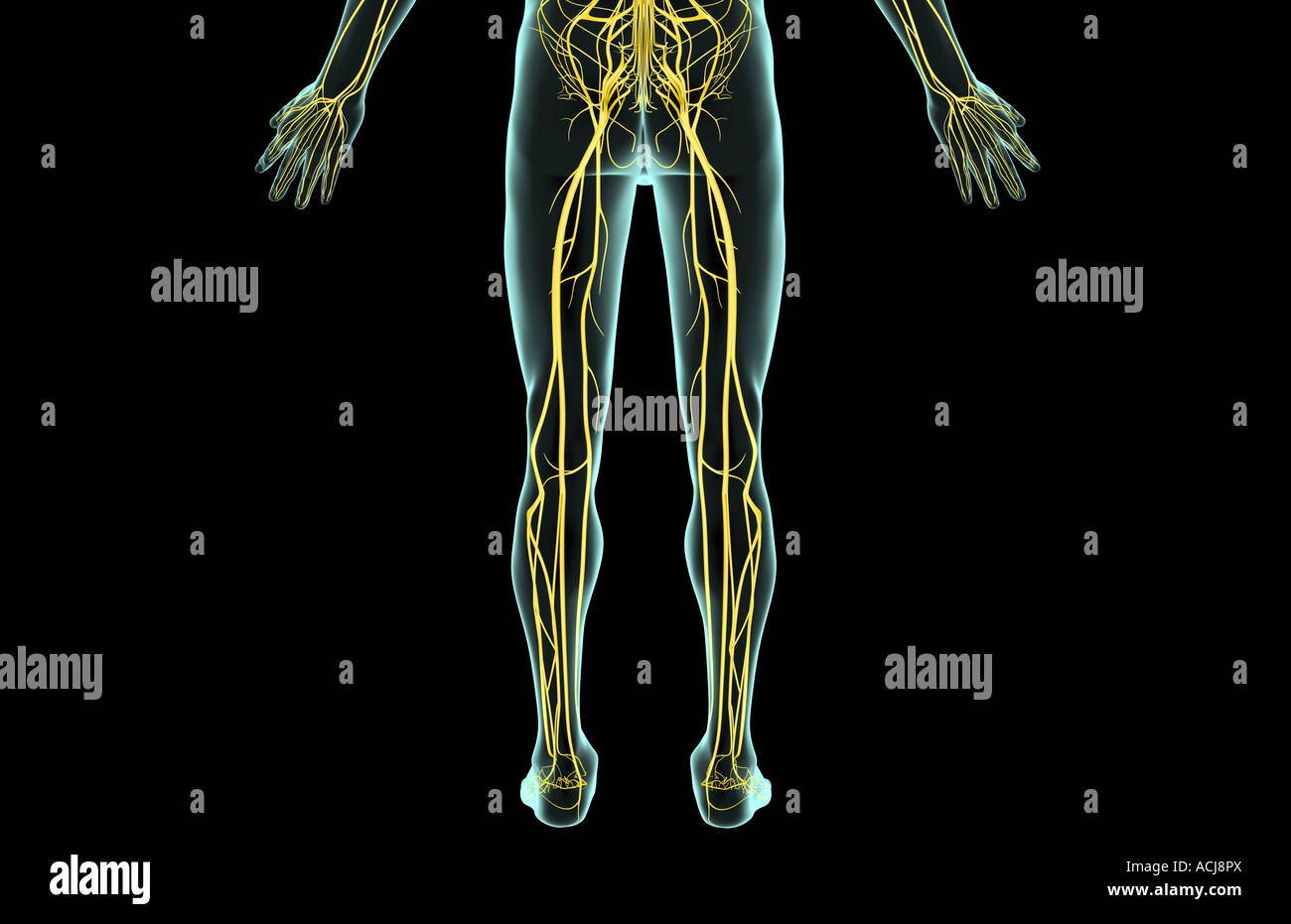 Les nerfs de la partie inférieure du corps Banque D'Images