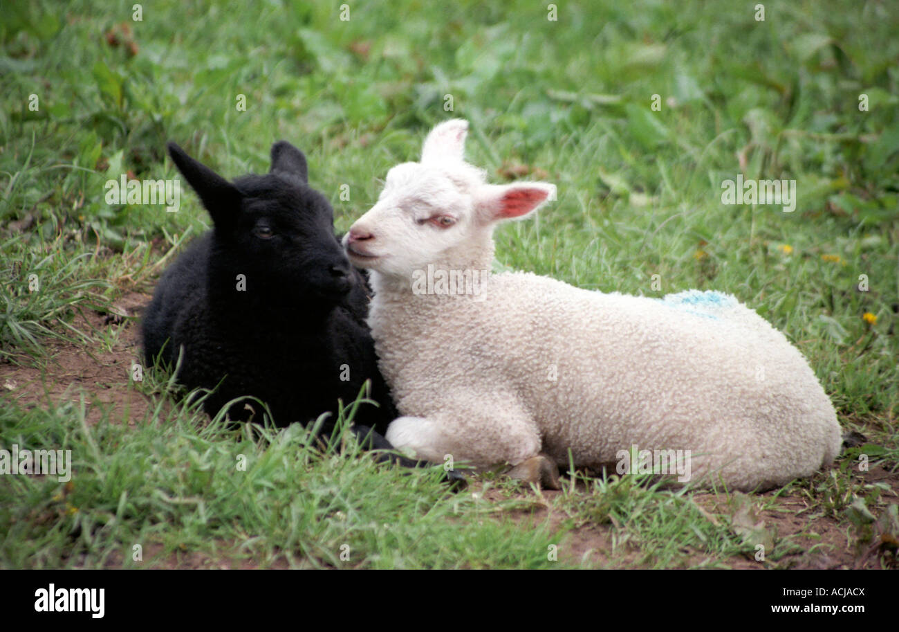 Le noir et blanc des moutons et agneaux Banque D'Images
