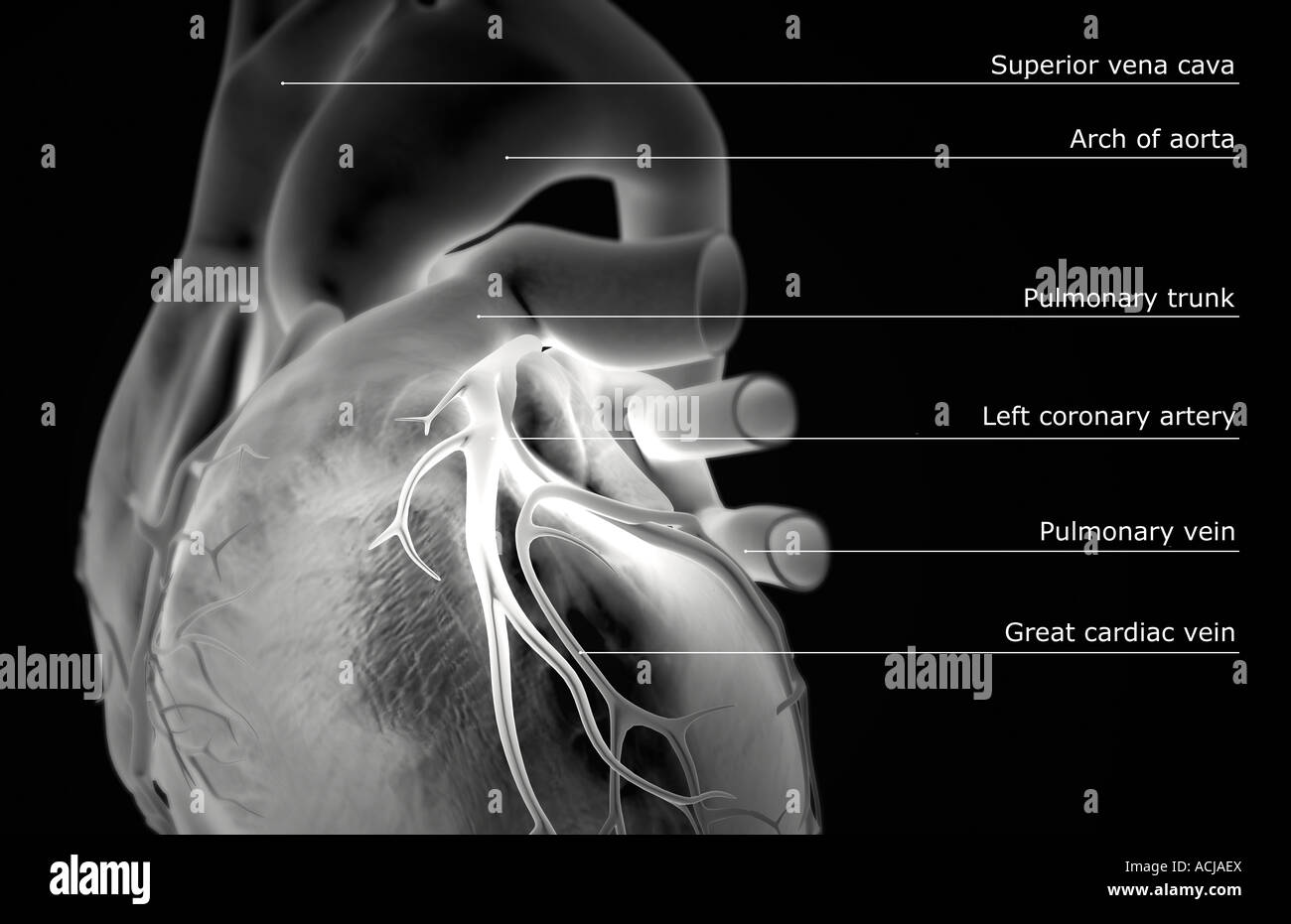Les vaisseaux coronaires du coeur Banque D'Images