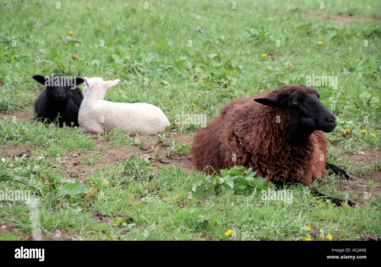 Le noir et blanc des moutons et agneaux Banque D'Images