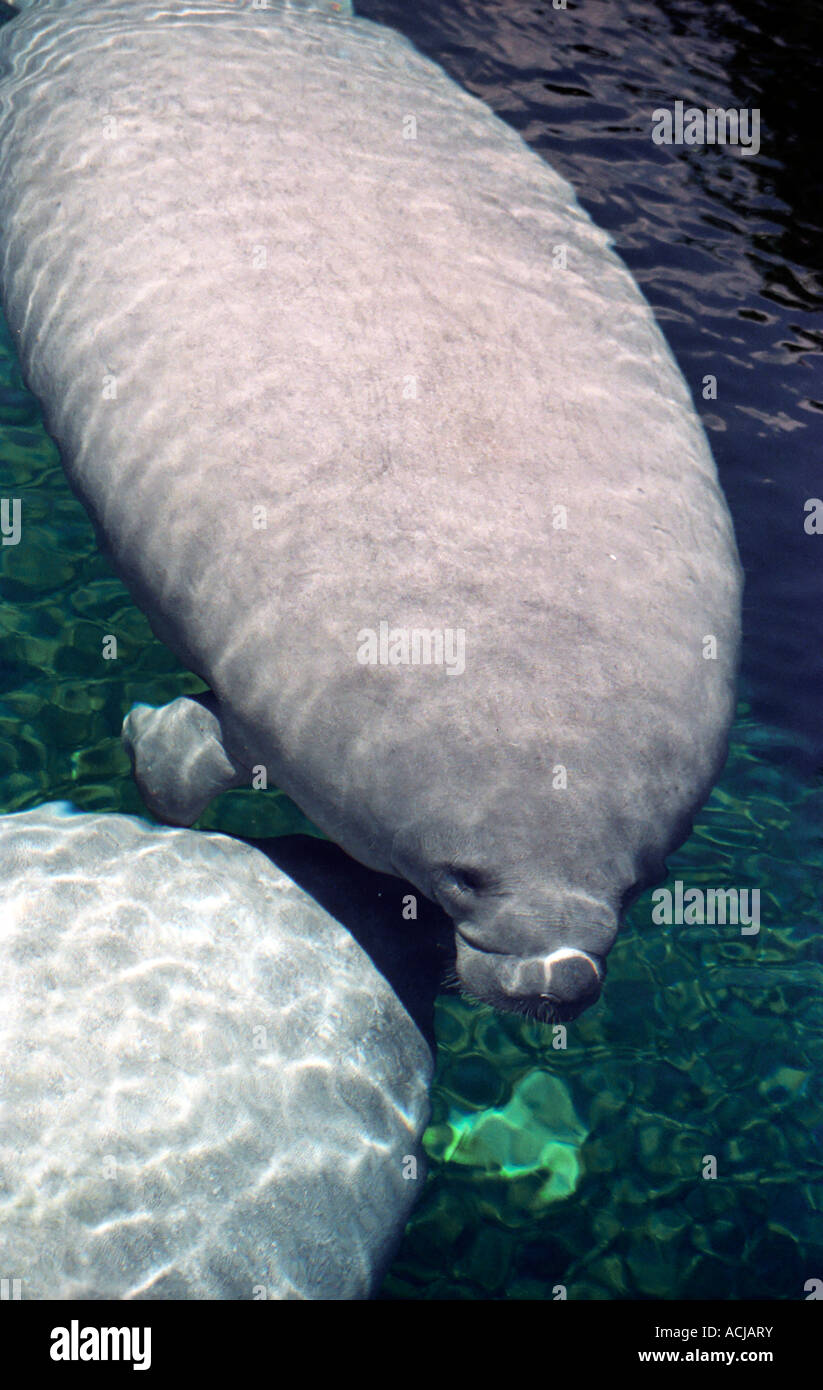 Manatee une espèce menacée dans un aquarium Banque D'Images