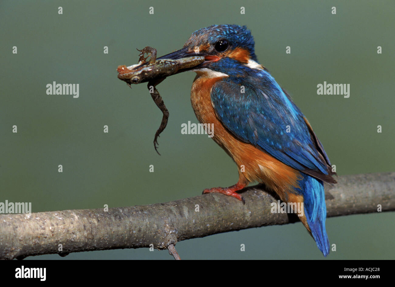 Kingfisher commun mâle grenouille avec proie Espagne Banque D'Images