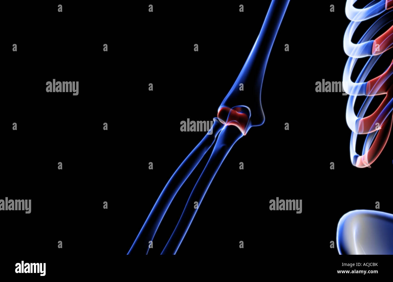 Les os du coude Banque D'Images