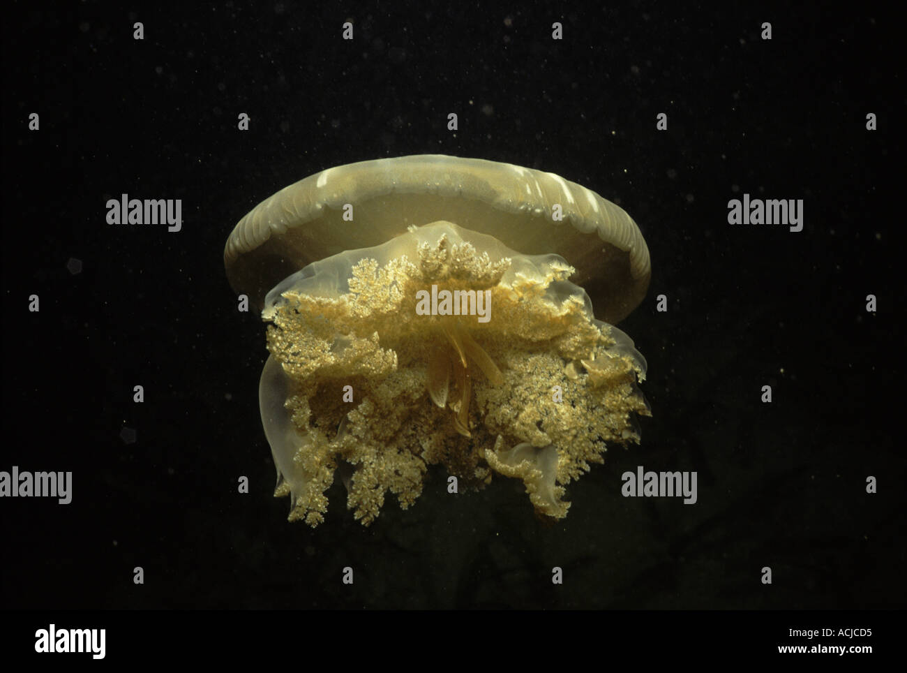 L'envers du Pacifique d'Andromède Cassiopée méduses Palau Yap Banque D'Images