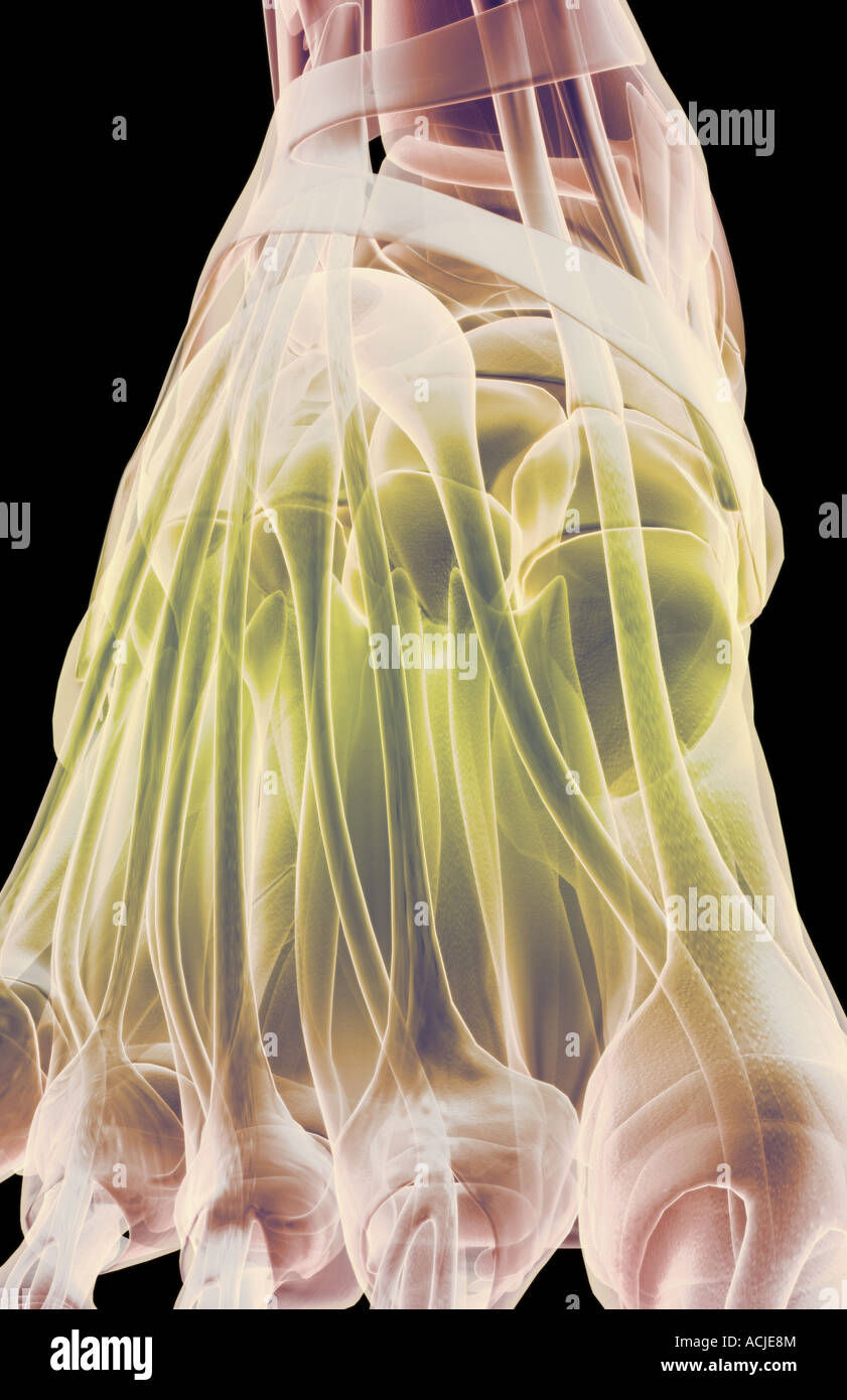 Les muscles du pied Banque D'Images