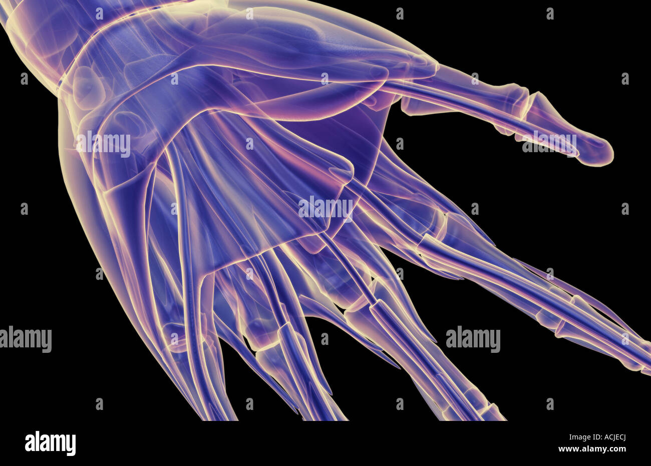 Les muscles de la main Banque D'Images