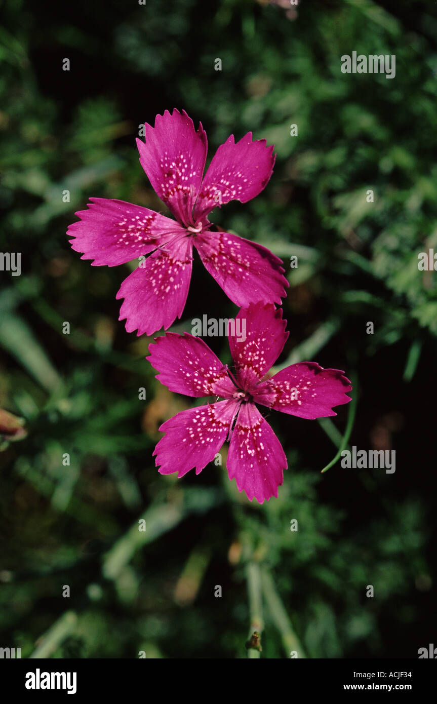 Dianthus Dianthus sp Pyrénées Espagne Banque D'Images