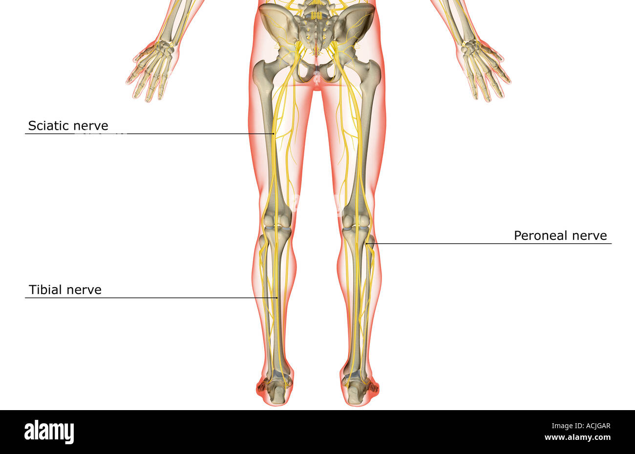 Les nerfs de la partie inférieure du corps Banque D'Images
